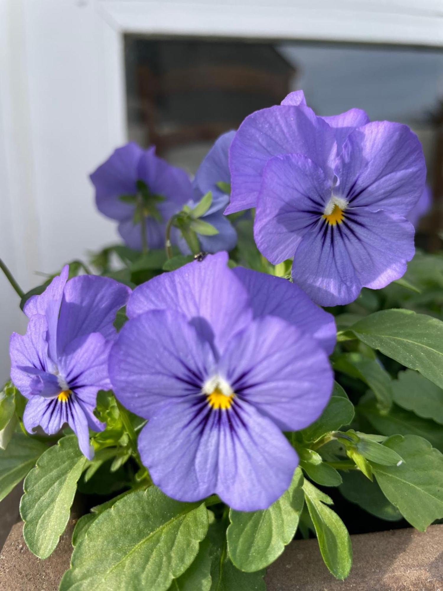 Espoey Les Hortensias المظهر الخارجي الصورة