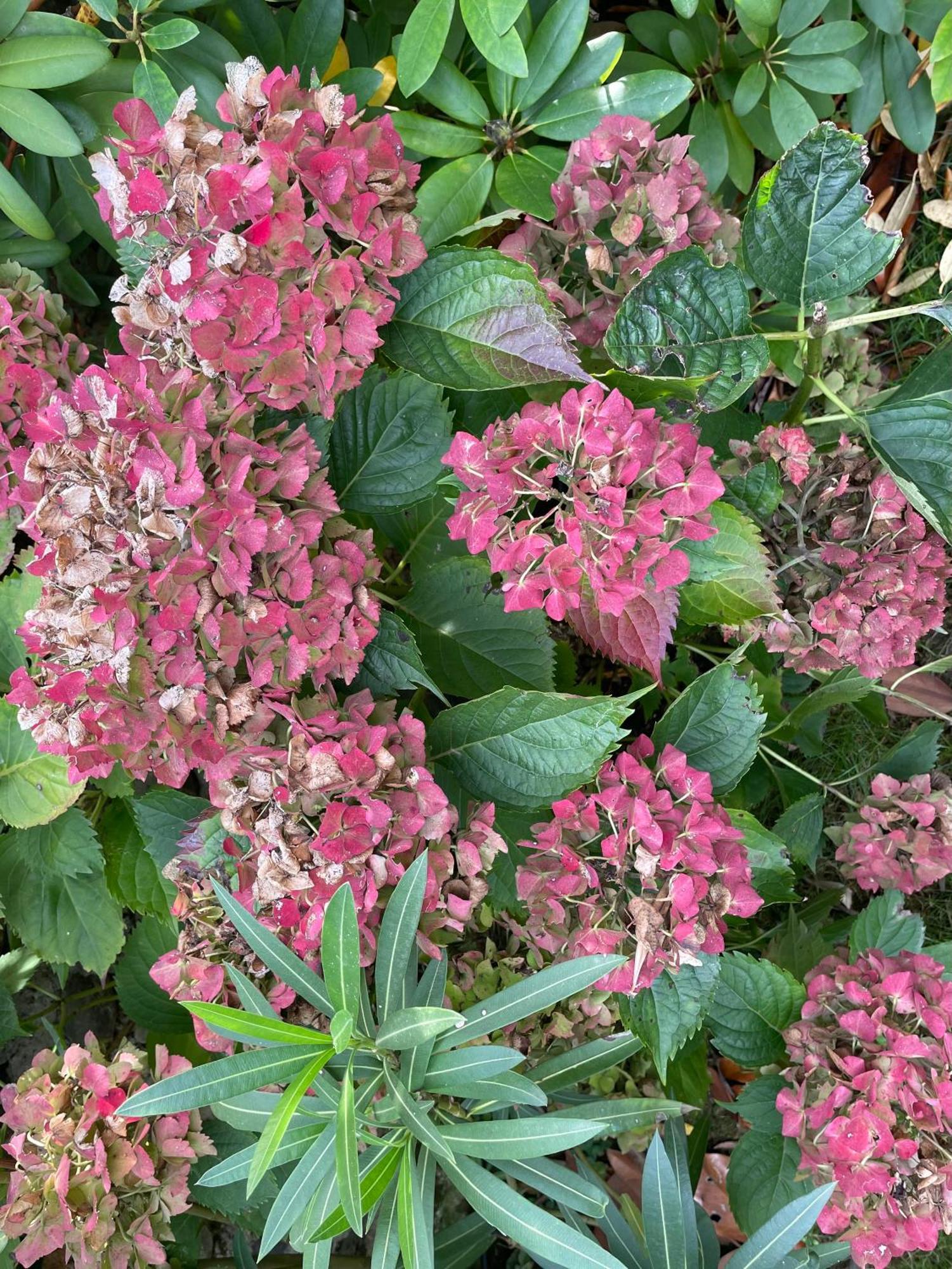 Espoey Les Hortensias المظهر الخارجي الصورة